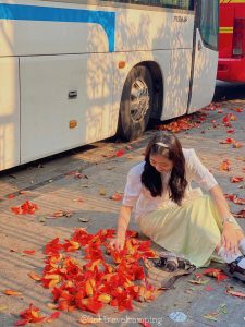 Hanoi’s silk cotton flower