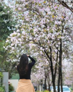 Bauhinia Flowers in Hanoi